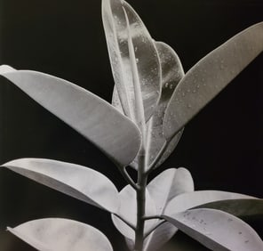 Brett Weston, Leaves, Horisoi Gardens, Hilo 1990