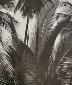 Brett Weston, Palms, Paradise Park 1990