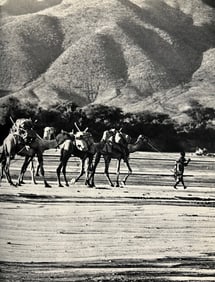 Peter Hill Beard, Safari Heading Down, 1960s