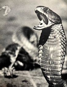Peter Hill Beard, Spitting Cobra, Mortally Wounded, Ever Vengeful, 1960s