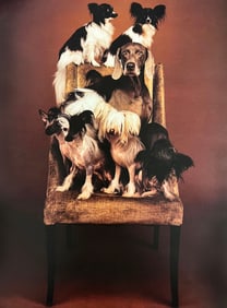 William Wegman, Untitled - 2
