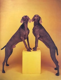 William Wegman, Untitled - 3