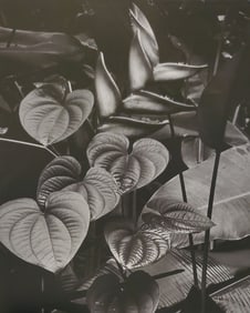 Brett Weston, Plants, Kolekole State Park 1984