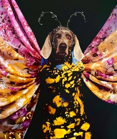 William Wegman, Midsummer Night's Dream, 1999