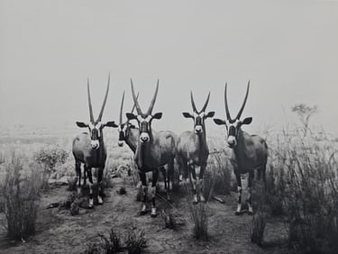 Hiroshi Sugimoto, Gemsbok, 1980