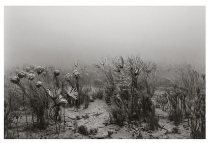 Hiroshi Sugimoto, Carboniferous Period, 1992