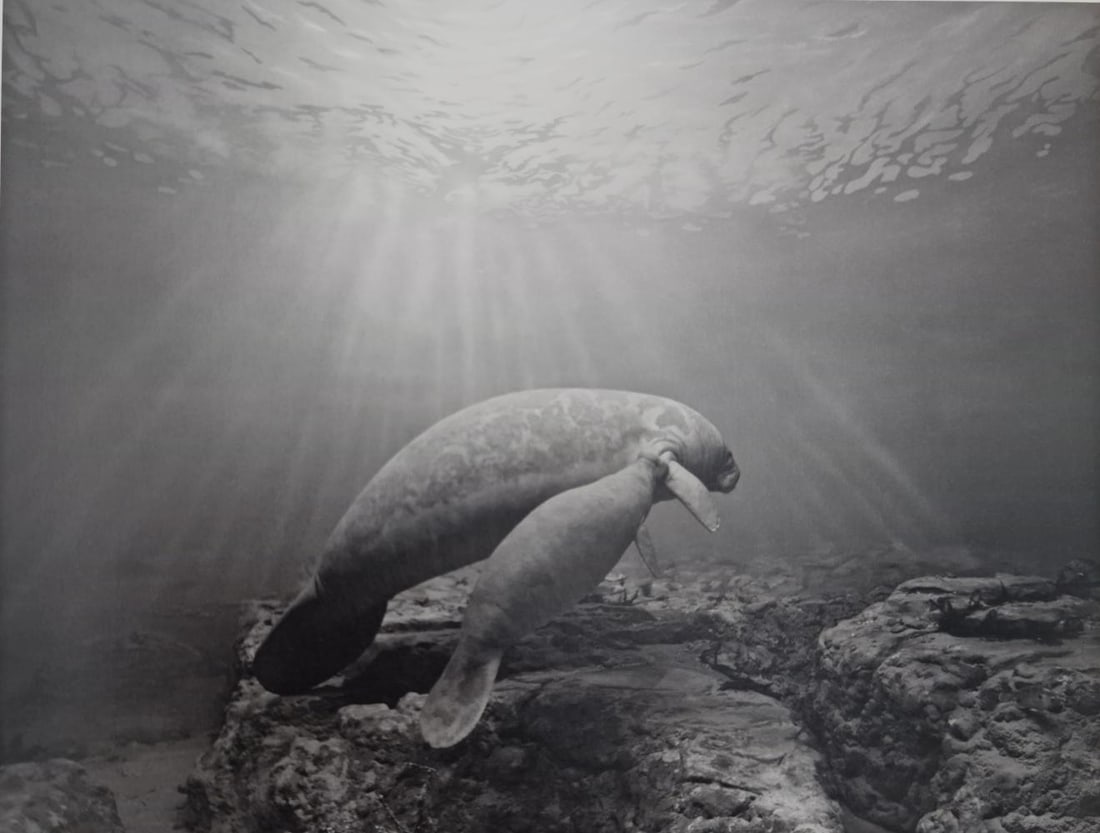 Hiroshi Sugimoto, Manatee, 1994 (1 of 1)