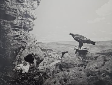 Hiroshi Sugimoto, Golden Eagle, 1994