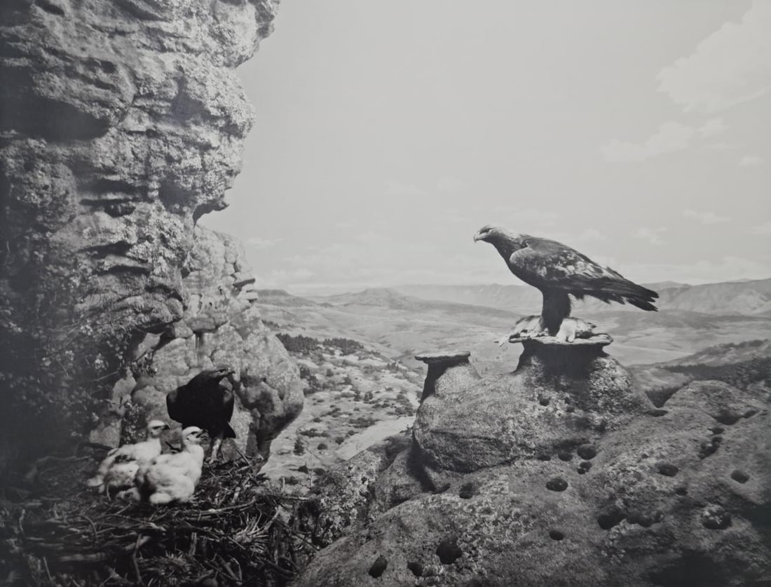 Hiroshi Sugimoto, Golden Eagle, 1994 (1 of 1)