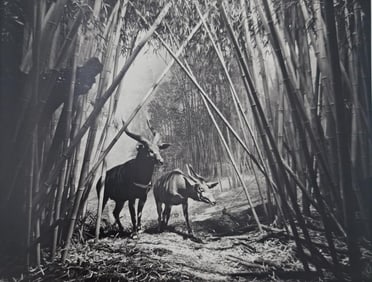 Hiroshi Sugimoto, Bongo, 1994