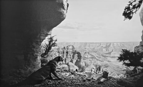 Hiroshi Sugimoto, Mountain Lion, 1980
