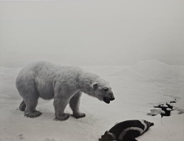 Hiroshi Sugimoto, Polar Bear, 1976