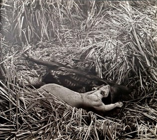 Herb Ritts, Lioness, 1994