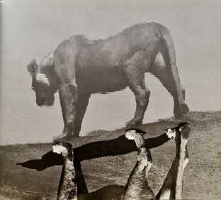 Herb Ritts, Lioness Reflected, Full View, 1994