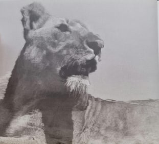 Herb Ritts, Lioness Reflected, Tight View, 1994