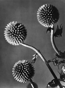Man Ray (1890-1976), 'Flowers', 1934 First Edition