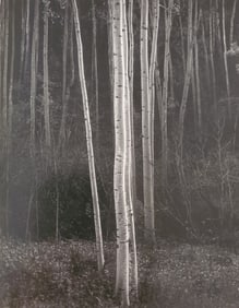 Ansel Adams, Aspens, Northern Nex Mexico, 1958