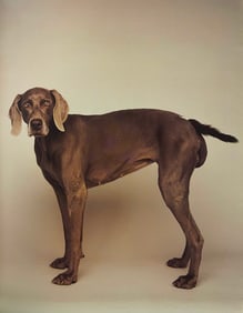 William Wegman, Curly Tail