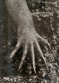 Sebatian Salgado, Marine Iguana, Galapagos, Ecuador, 2004