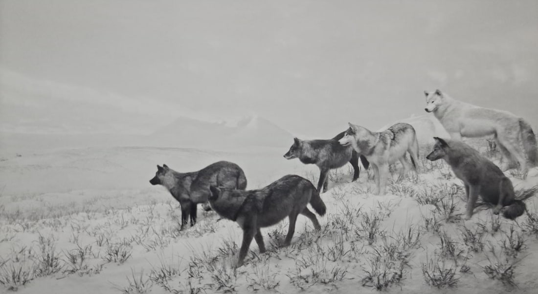Hiroshi Sugimoto, Alaskan Wolves, 1994 (1 of 1)