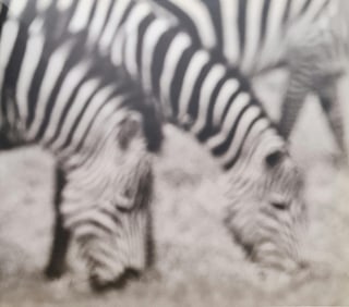 Herb Ritts, Zebras Grazing, 1994
