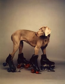William Wegman 'Roller Rover', 1987 Framed Limited Edition