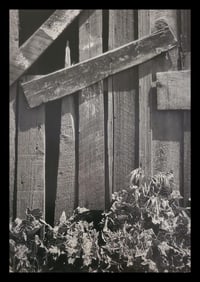 Ansel Adams, Boards and Thistles, San Francisco, California, 1932