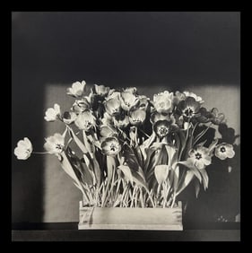 Robert Mapplethorpe, Tulips, 1983
