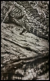 Sebastiao Salgado, Caiman, Matto Grosso, Brazil