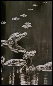 Sebastiao Salgado, Caimans, Brazil, 2011