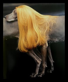 William Wegman, Collie, 1994