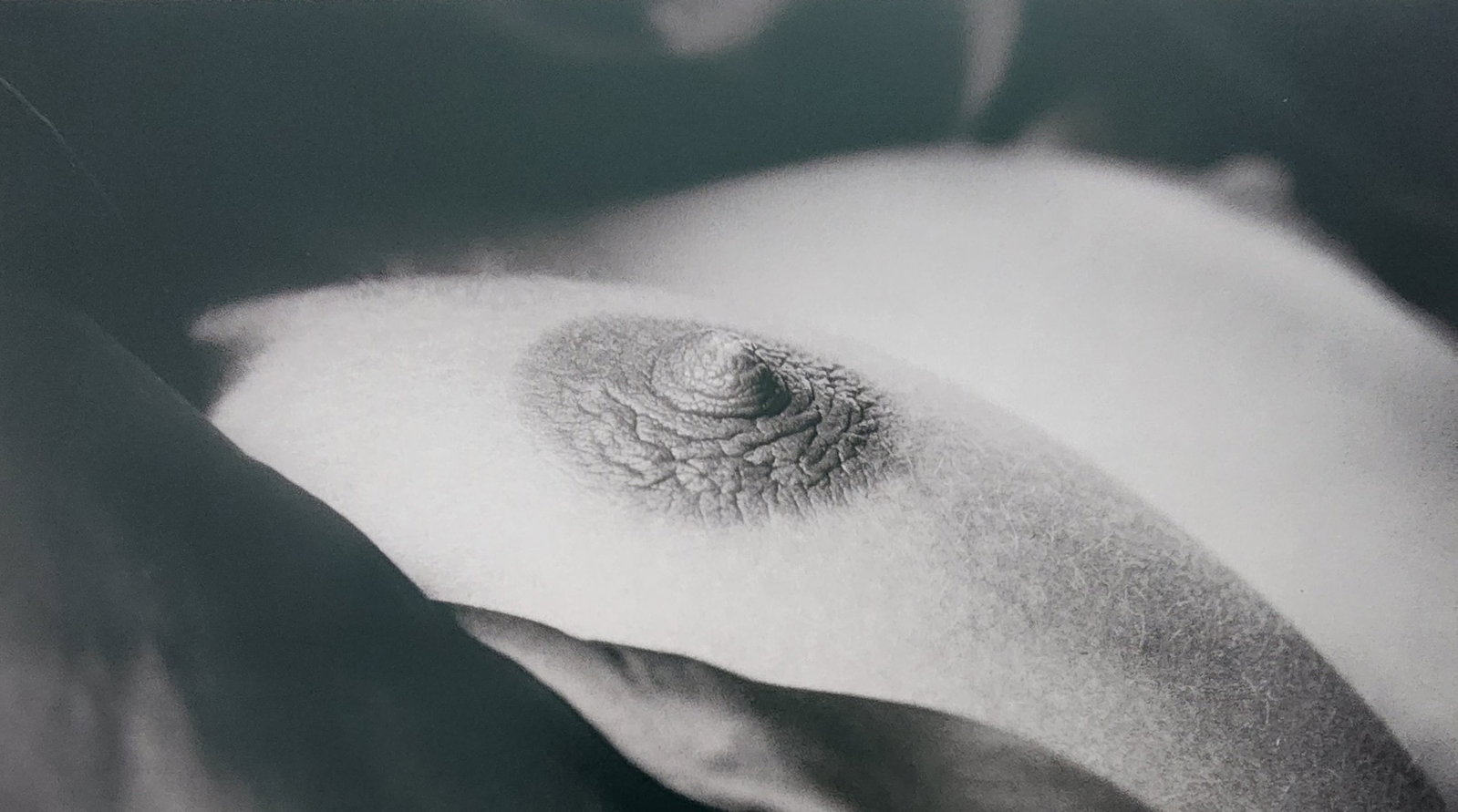 Matthias Stolt Aktzente, 'Exqisite Nude, 2004: Artist/Photographer: Matthias Stolt Aktzente Title/Subject: Exqisite Nude Type Of Print: Authentic Sheet Fed Photogravure/Heliogravure. Date Of Print: 2004 Paper: Medium weight, satin/matte finish. Pr