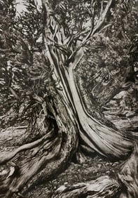 Sebastiao Salgado, Ancient Bristlecone Pine Forest, California, USA, 2010