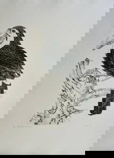 Jack Coutu, Sulphur Breasted Toucan,1970, Etching: Artist: Jack Coutu Title: Sulphur Breasted Toucan Medium: Etching Signed: Hand Signed Edition: From the edition of 200 Measurements: 23 x 31 Year: 1970 Condition: Excellent Jack Coutu is an English pr