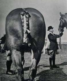 Brassai, The Royal Show, England, 1959