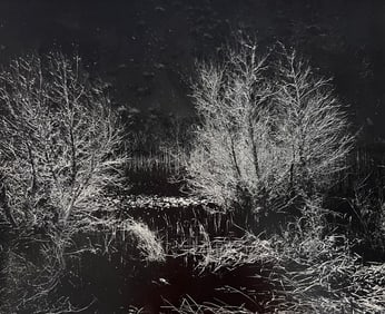 Wynn Bullock, Untitled, 1950's - 2