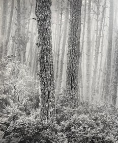Wynn Bullock, Untitled, 1950's - 3