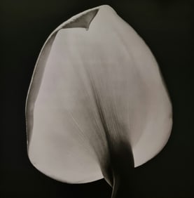 Robert Mapplethorpe, Calla Lily, 1984