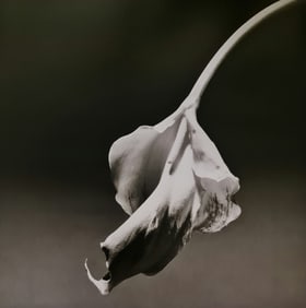 Robert Mapplethorpe, Calla Lily, 1986