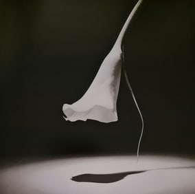 Robert Mapplethorpe, Calla Lily, 1986