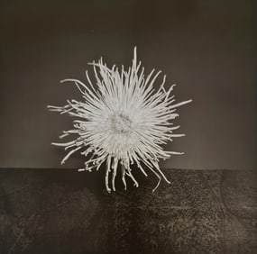 Robert Mapplethorpe, Chrysanthemum, 1977