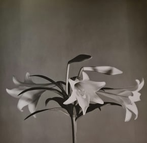 Robert Mapplethorpe, Easter Lilly, 1979