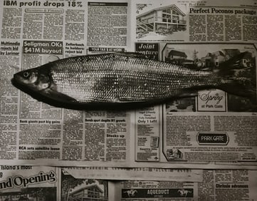 Robert Mapplethorpe, Fish, 1985