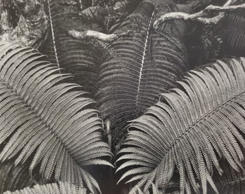 Ansel Adams, Ferns, Near Kilauea Crater, Hawaii Volcanoes National Park, Hawaii, C. 1956