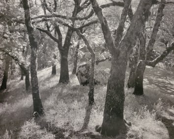 Ansel Adams, Forest, Castle Rock State Park, California, 1962