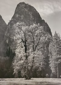 Ansel Adams, Oak Tree, Autumn, Yosemite National Park, Calfirnia C. 1933