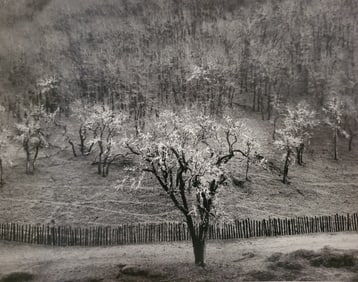 Ansel Adams, Oak Tree, Rain, Sonoma County, California, 1951