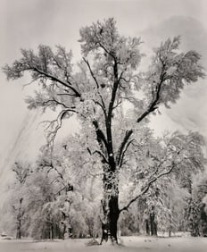 Ansel Adams, Oak Tree, Snowstorm, Yosemite National Park, California, 1948