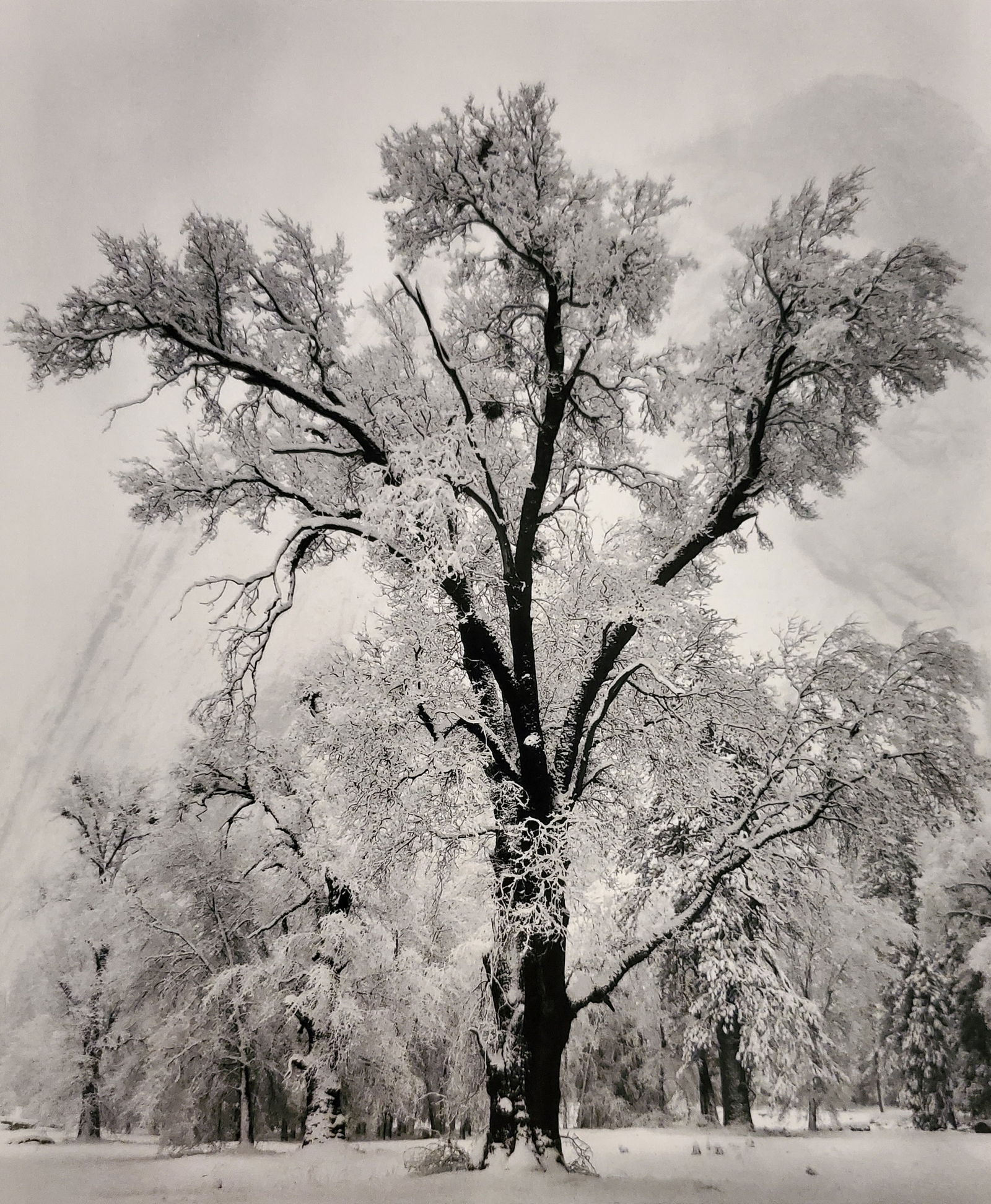 Ansel Adams, Oak Tree, Snowstorm, Yosemite National Park, California, 1948 (1 of 1)