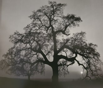 Ansel Adams, Oak Tree, Sunset City, California, 1962